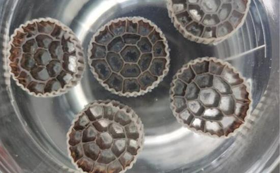 裕隆活性生物填料有哪些技術(shù)優(yōu)勢(shì)? 裕隆活性生物填料有哪些技術(shù)優(yōu)勢(shì)?